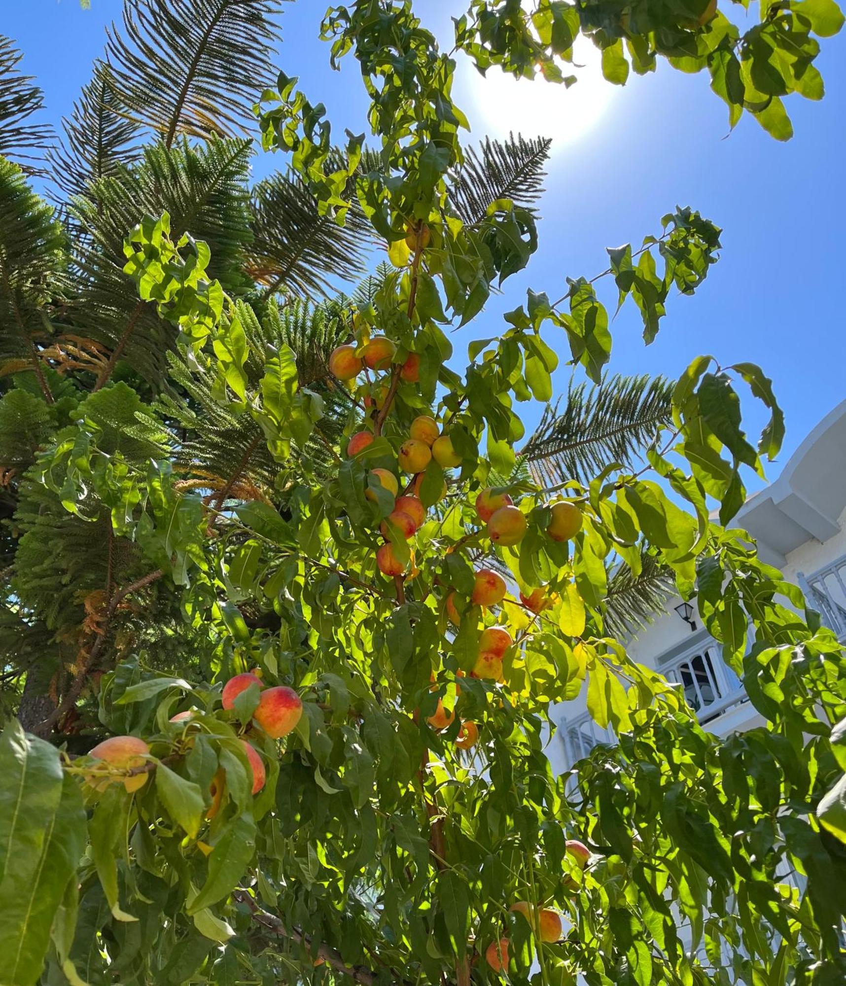Theodorou Beach Hotel Apartments プサリビ エクステリア 写真